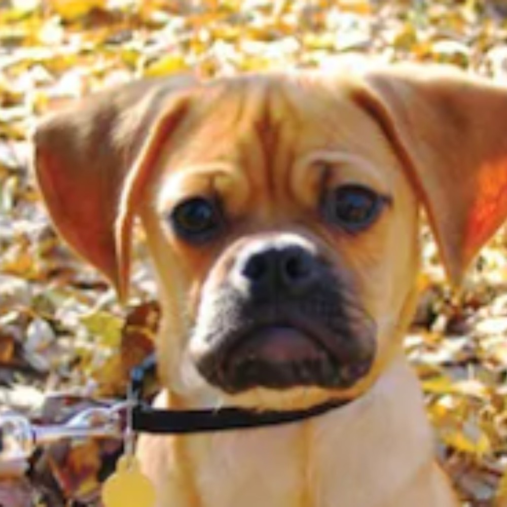 Meet your Posher, Nataliya